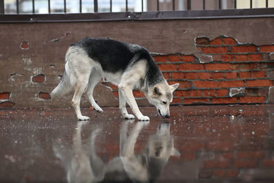 Full length of a dog