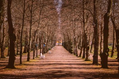 Footpath amidst trees in park