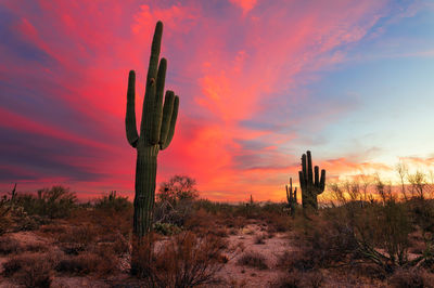 Saguaro cactus in the arizona desert at sunset.