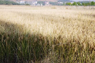 Scenic view of grassy field