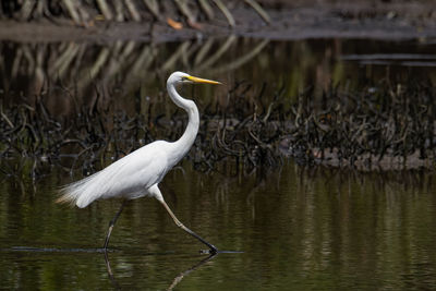 Bird on a lake