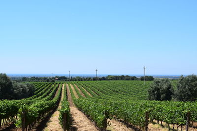 A tranquil moment where these beautiful vineyards leaves a lasting memory of summer and warmbreeze