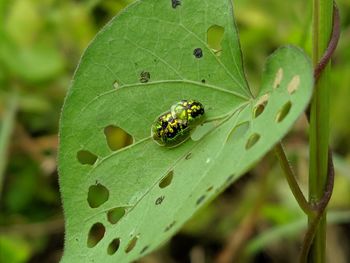 Close-up of insect on leaf