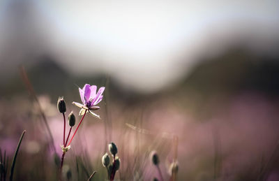 Close-up of pink flowering plant on field