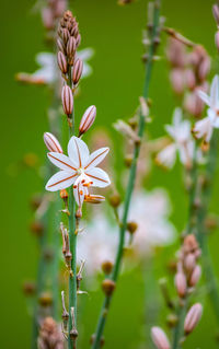 Close-up of flowering plant