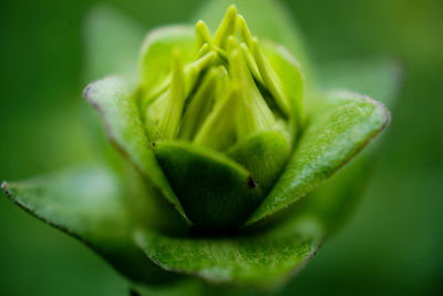 Close-up of flower bud