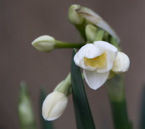 Close-up of white flower blooming outdoors