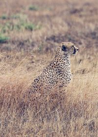 Side view of a cat on land