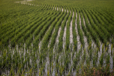 Crops growing on field