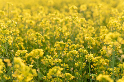 Yellow flowering plants growing on field
