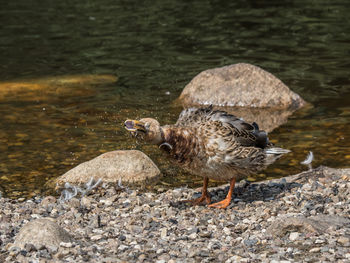 View of bird drinking water at lakeshore