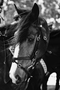 Close-up of a horse