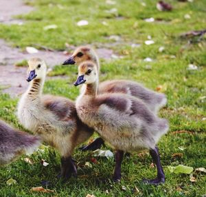 Goslings on field