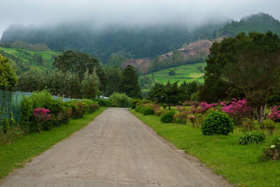 Scenic view of flowering plants by road against cloudy sky