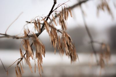 Close-up of dried plant on field