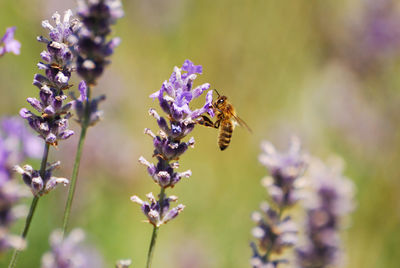 Close-up of bee pollinating on flower