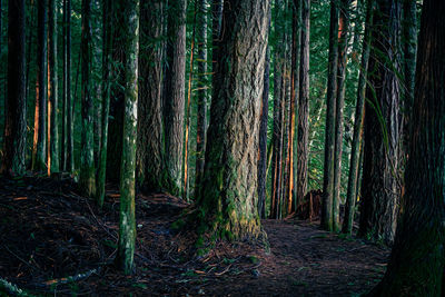 Trees in forest