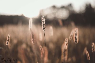 Close-up of stalks in field against sky