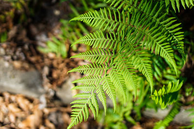 Close-up of fern leaves on field