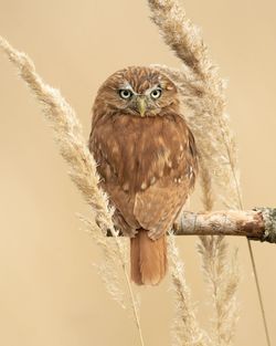 Close-up of bird perching on plant