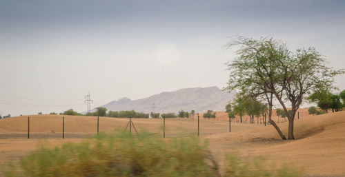 Scenic view of field against clear sky