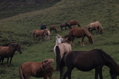 Horses grazing in a field