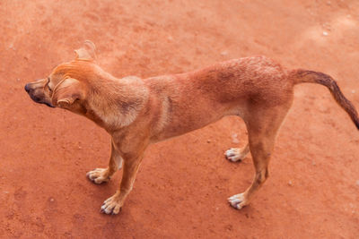 Photo of stray dog looking off to the side