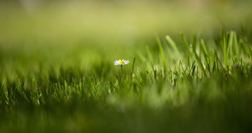 Surface level shot of daisy blooming on grassy field