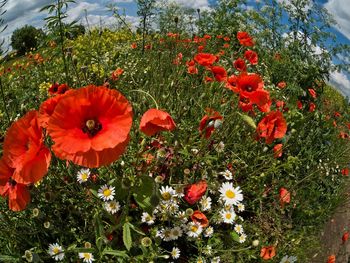 Close-up of orange poppy flowers blooming outdoors