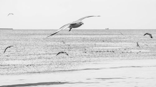 Seagull flying over sea