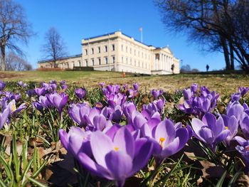 Close-up of purple crocus flowers