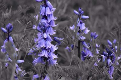 Close-up of purple flowers