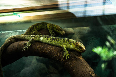 Close-up of lizard on branch in zoo