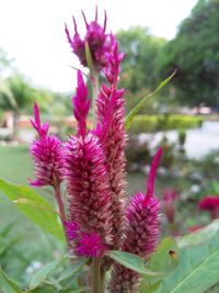 Close-up of pink flowering plant