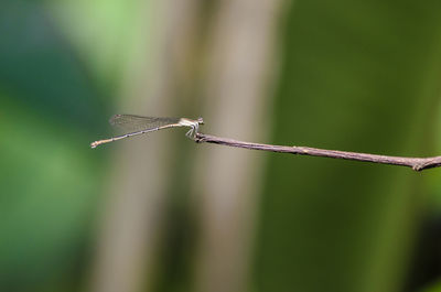 Close-up of dragonfly on twig