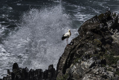 View of seagulls perching on rock
