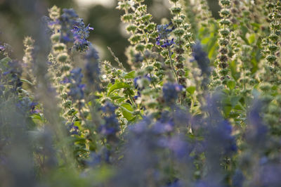 Close-up of purple flowers