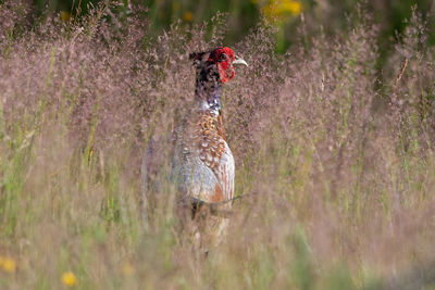 Horse in a field