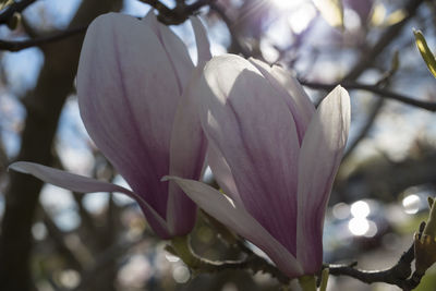 Close-up of fresh flower blooming on tree