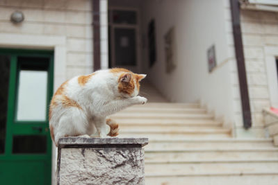 Cat sitting on wall