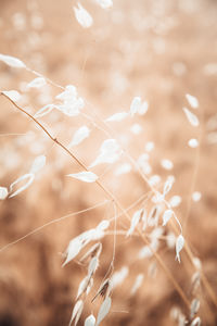 Close-up of wilted plant