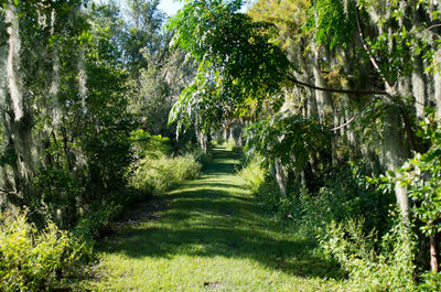 Trees in forest