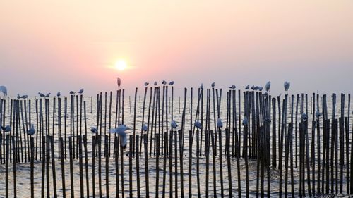 Wooden posts in sea against sky during sunset