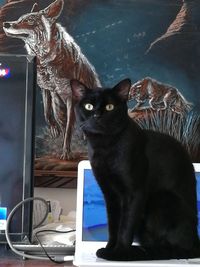 Portrait of cat sitting on floor