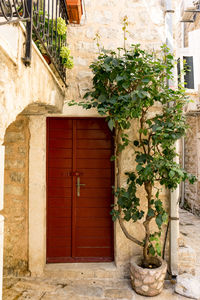 Potted plants by entrance door