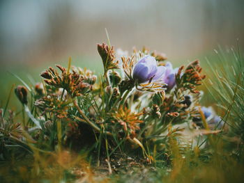 Close-up of flowers