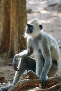 Monkey sitting on tree in forest