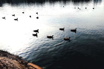 High angle view of ducks swimming in lake