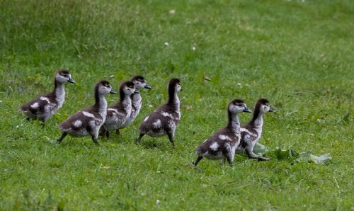 Ducks on field