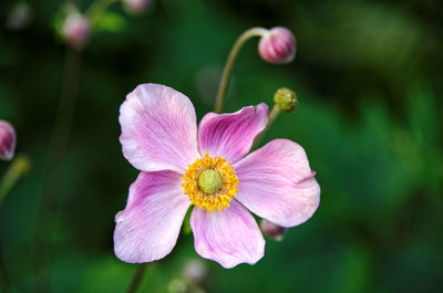 Close-up of pink flower